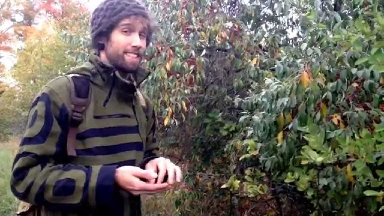 Autumn olive (Elaeagnus umbellata)-Delicious Wild Edible/Medicinal