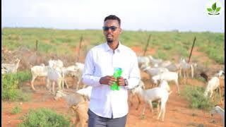 Bacdu waxaay dhibaato wayn ku haysa duunyada iyo dadka xoolaha 🐪🐂🐐🐑 🧍‍♂️