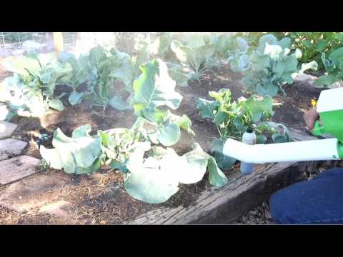 Fighting Insect Damage Sweet Corn Organic Nursery Fighting Insect Damage Sweet Corn Organic Nursery