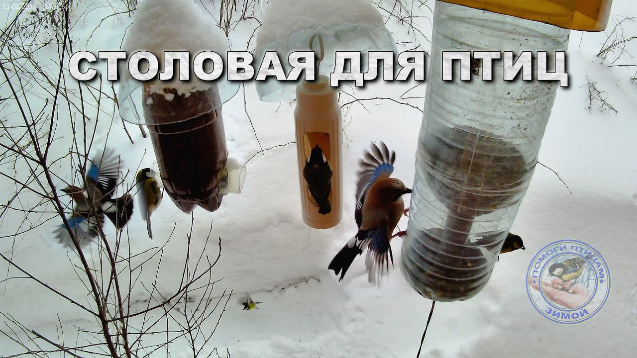 Кормушка для птиц 11 января 2026 года (09)