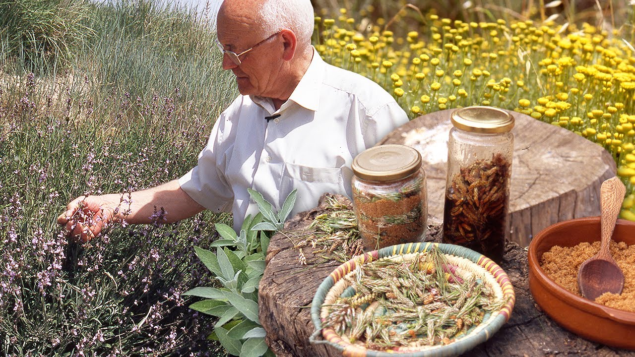 Дикие растения и их целебная сила для лечения бородавок, простуды, прыщей и многого другого