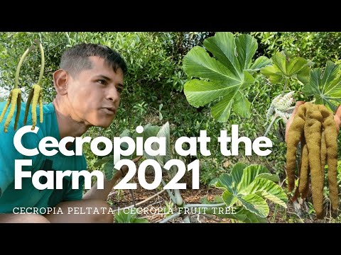 Video: Mengapa pokok cecropia tidak tumbuh dan subur?