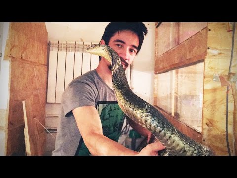 ЭКСТРЕМАЛЬНАЯ УБОРКА У КОРОЛЕВСКОЙ КОБРЫ. Лайфхак со змеями в линьке