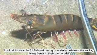“Deep Sea Hunting Adventure 🌊 Catching Crabs & Exotic Fish! #OceanLife #Fishing”