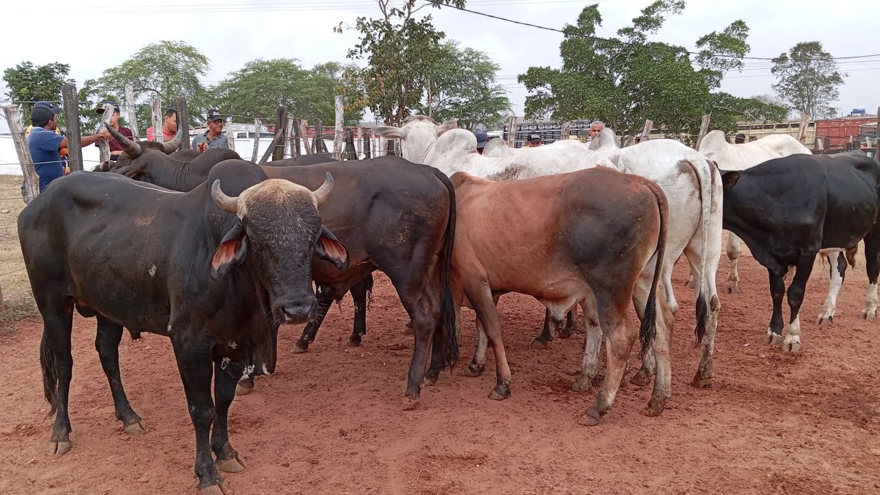 Na feira do gado de Limoeiro-PE 24 de Outubro de 2024