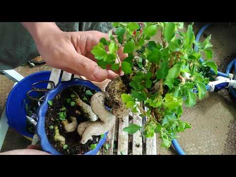匂楓 ニオイカエデ 盆栽 BONSAI_Premna japonica - YouTube