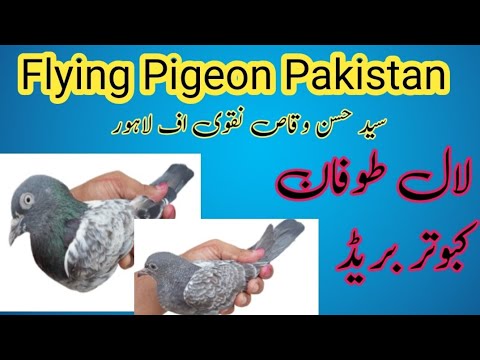 Flying Pigeon Pakistan || لال طوفان کبوتر بریڈ || #pigeon #birds #bird ...