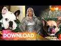 Lady Gaga’s Alleged Dognappers Arrested