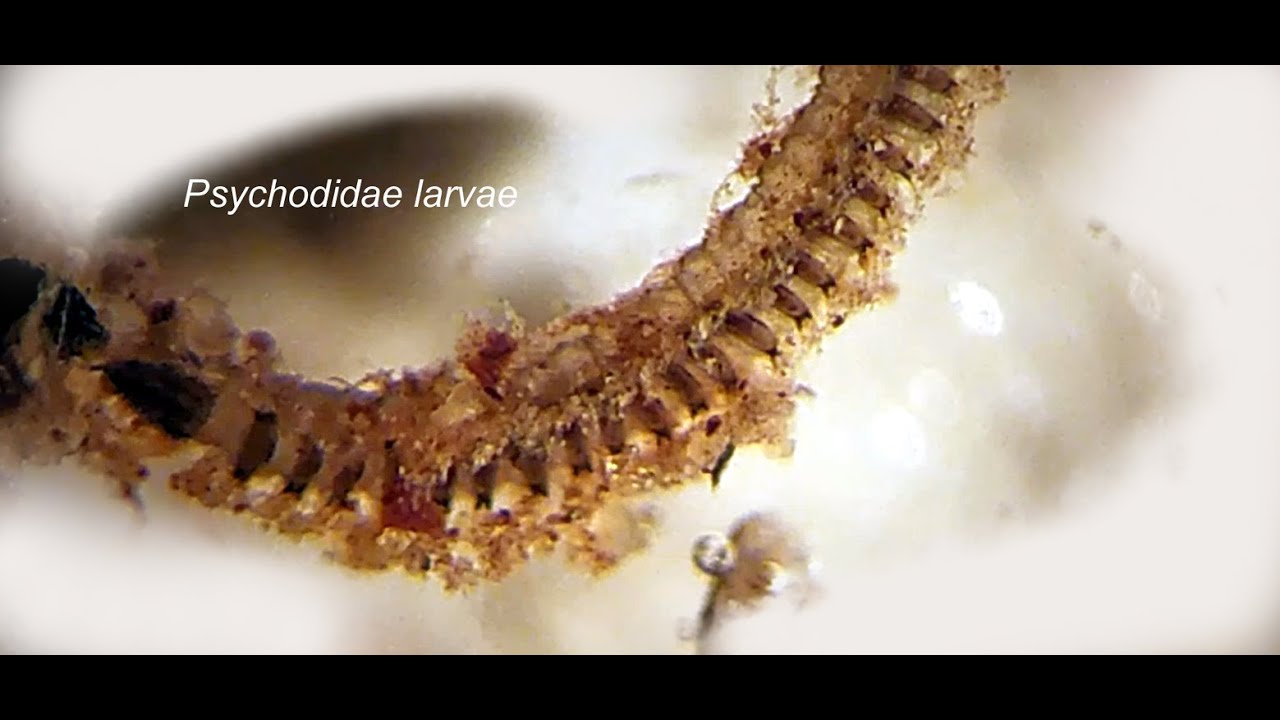 psychodidae larvae