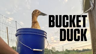 The Story of Bucket Duck