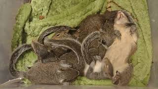 Sleeping In Chaos by The Cumming Nuthouse Wildlife Facility 287 views 1 year ago 49 seconds