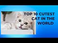 Top 10 of the most cutest cats in the world
