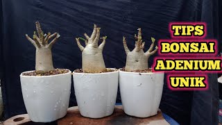 How to Make Adenium Bonsai Easily
