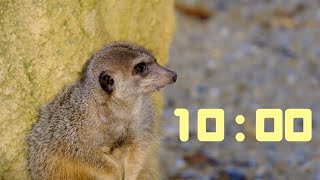 10-Minute Timer with Relaxing Music & Groundhog Vibes