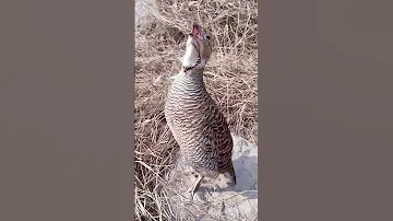 Jungli Teetar Ki Awaz Teetar Ki Boli 