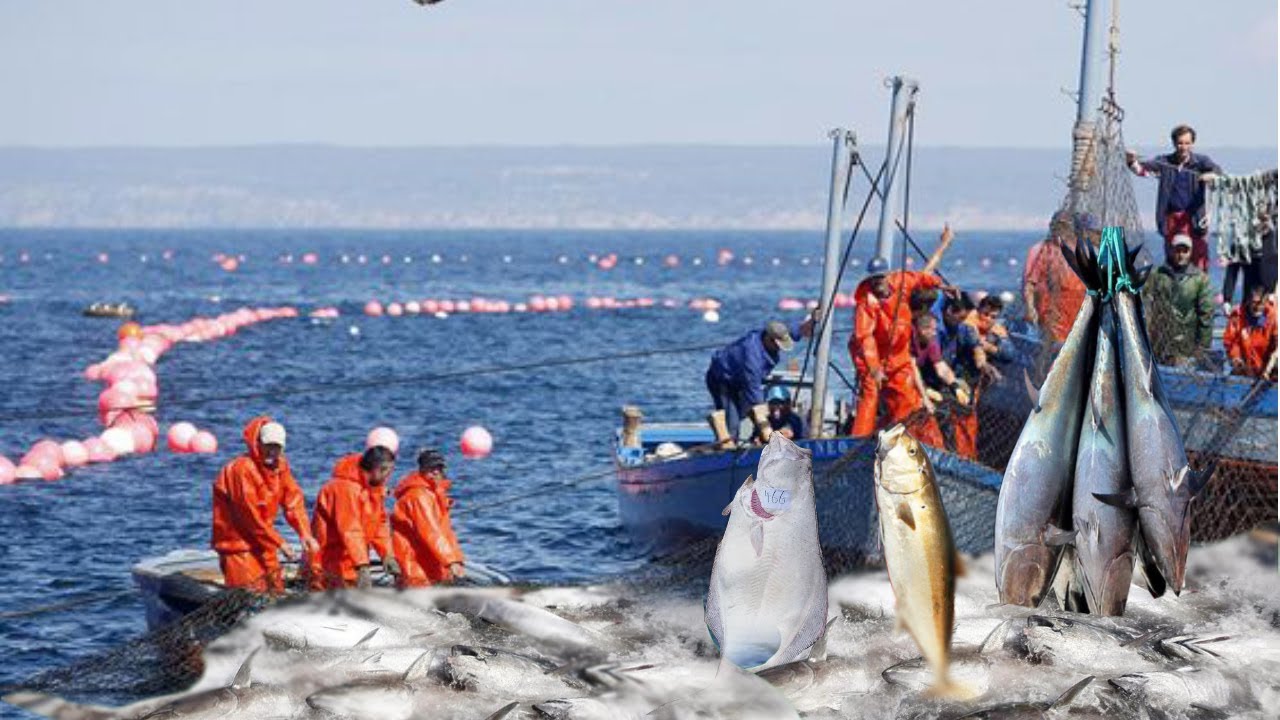 Big Catch Fishing in The Sea Recorded By Camera - YouTube