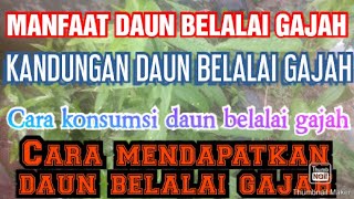 Download Lagu Manfaat / kandungan daun belalai gajah cara konsumsi daun belalai gajah, dapatkan d TOKO ANGET MAS MP3