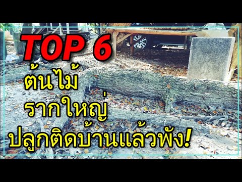 6 ต้นไม้รากใหญ่ ปลูกติดบ้านแล้วพัง!! รากทำลายบ้านไม่ควรปลูกใกล้บ้าน Big Root Tree