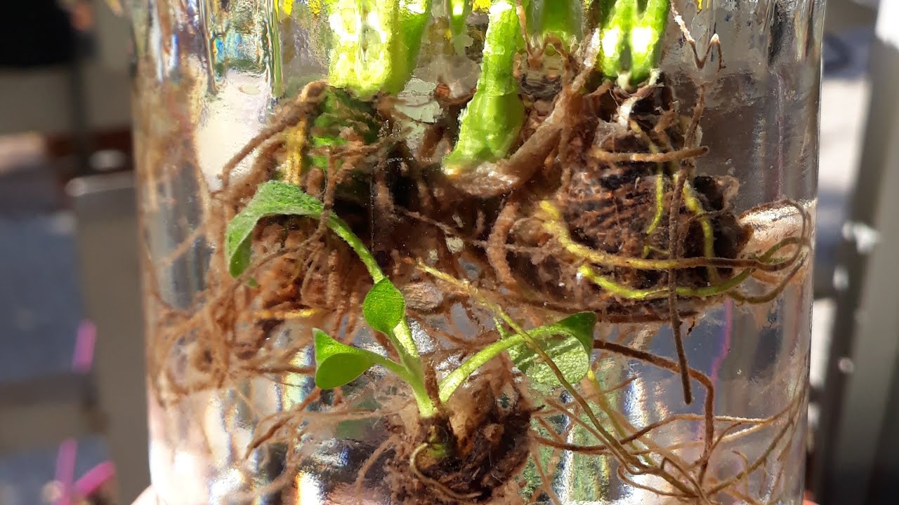 Suda köklenen bitkilerin toprağa geçiş süreci/Salon bitkileri