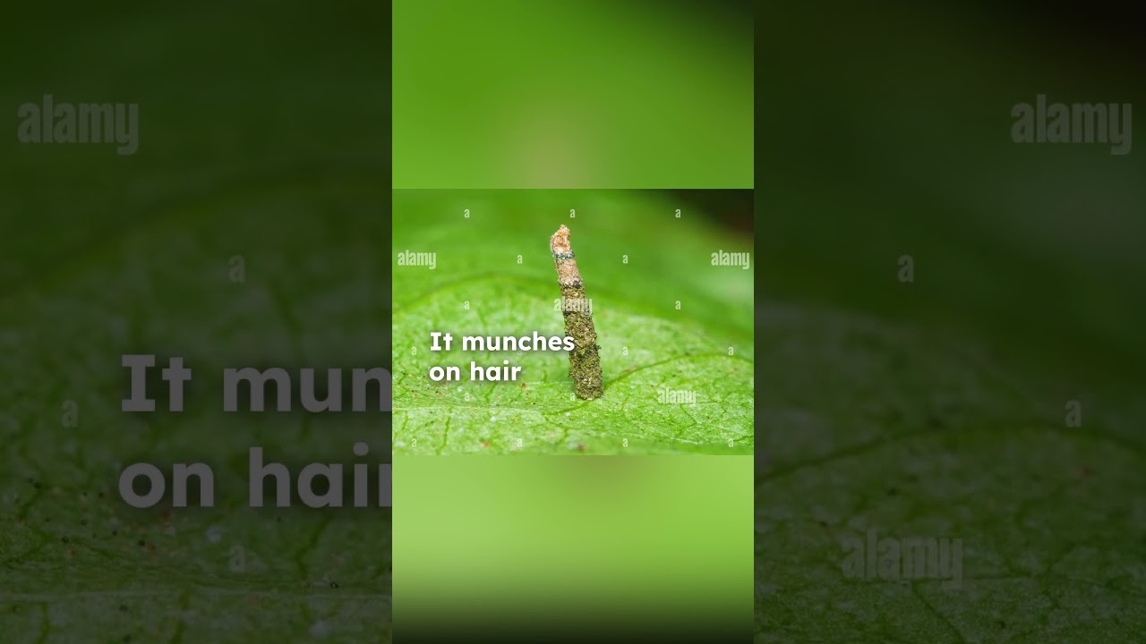 These Moths Eat Human Hair?! Watch the Pinned Short to See What They Really Are!