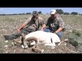 Texas Hill Country Exotics - The High Road