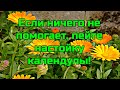 Настойка календулы. Лечебные свойства,  польза и противопоказания