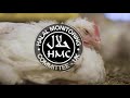 Factory farming and halal chicken cruelty towards an animal in islam is considered a sin
