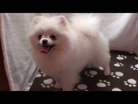 Zwergspitz Pomeranian Rüde weiß-creme