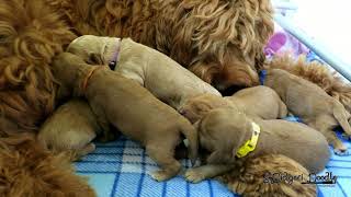 Pupkes Bo Mink Week 1