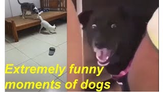  Chết cười với những chú chó vui tính 