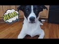 Lucky the Smooth Coat Border Collie Introduction + Tricks の動画、YouTube動画。