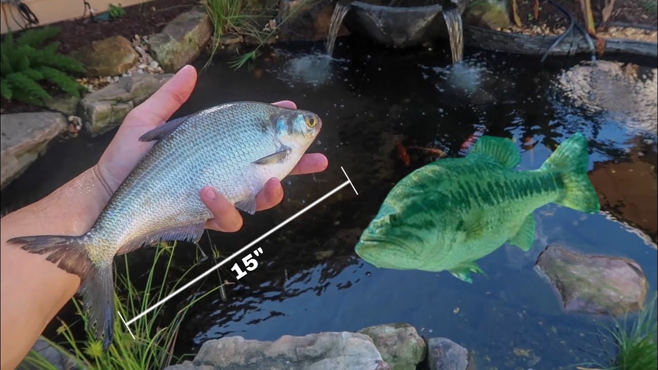 My PET BASS eats 15 inch GIZZARD SHAD!!! YouTube