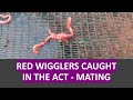 How do red wiggler worms reproduce  caught in the act