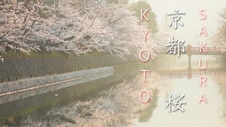 [4K] 京都・桜　Kyoto Sakura / Cherry Blossoms