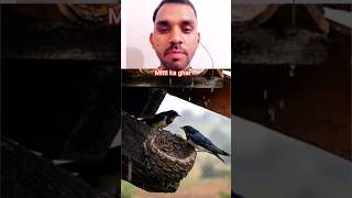 Amazing Birds Building a Mud Nest in the Rain 🌧️🐦 | Nature’s Beautiful Architecture