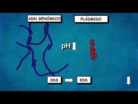 Video: ¿Por qué se usa glucosa en el aislamiento del ADN plasmídico?