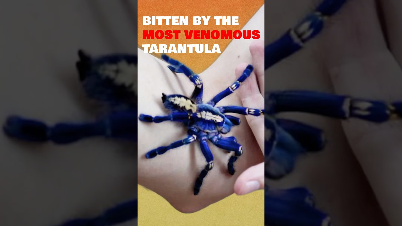 Bitten by the most venomous tarantula- the Gooty Sapphire 🕷️ 