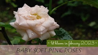 Beautiful roses || Baby soft pink roses || Gardening screenshot 4