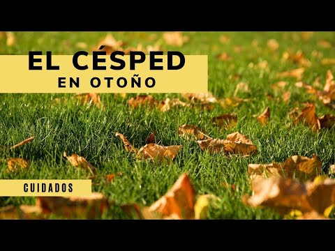 Video: Cuidado Del Césped En Otoño