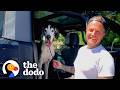Great Dane Was 100 Pounds Underweight — Look At Him Now | The Dodo thumbnail