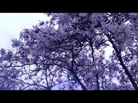 أجمل شجرة في العالم شجرة