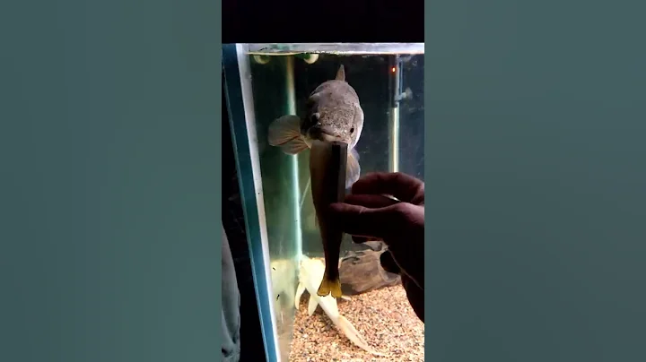 Hand feeding 16" wolf fish (hoplias malabaricus)