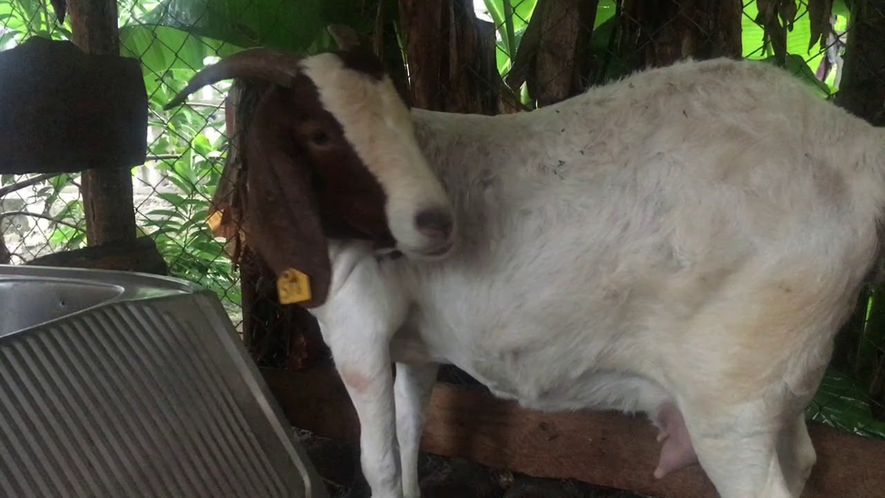 Goat Farming: 4 months pregnant boer goat - YouTube