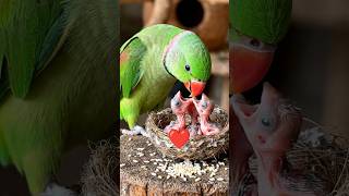 parrot video#usa#america#motivation#faith#kids#unitedstates#kidsvideo#kidsstory#usakids#viral#shorts