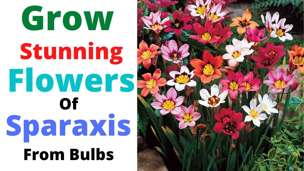 Sparaxis Grow Stunning Flowers Of Sparaxis From Bulbs Harlequin Flowers Youtube