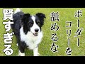 【ほぼ人間!?】全犬種で1番賢い!ボーダーコリーがヤバすぎる!!