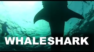 Diving With Hand-Fed Whale Sharks At Oslob, Philippines