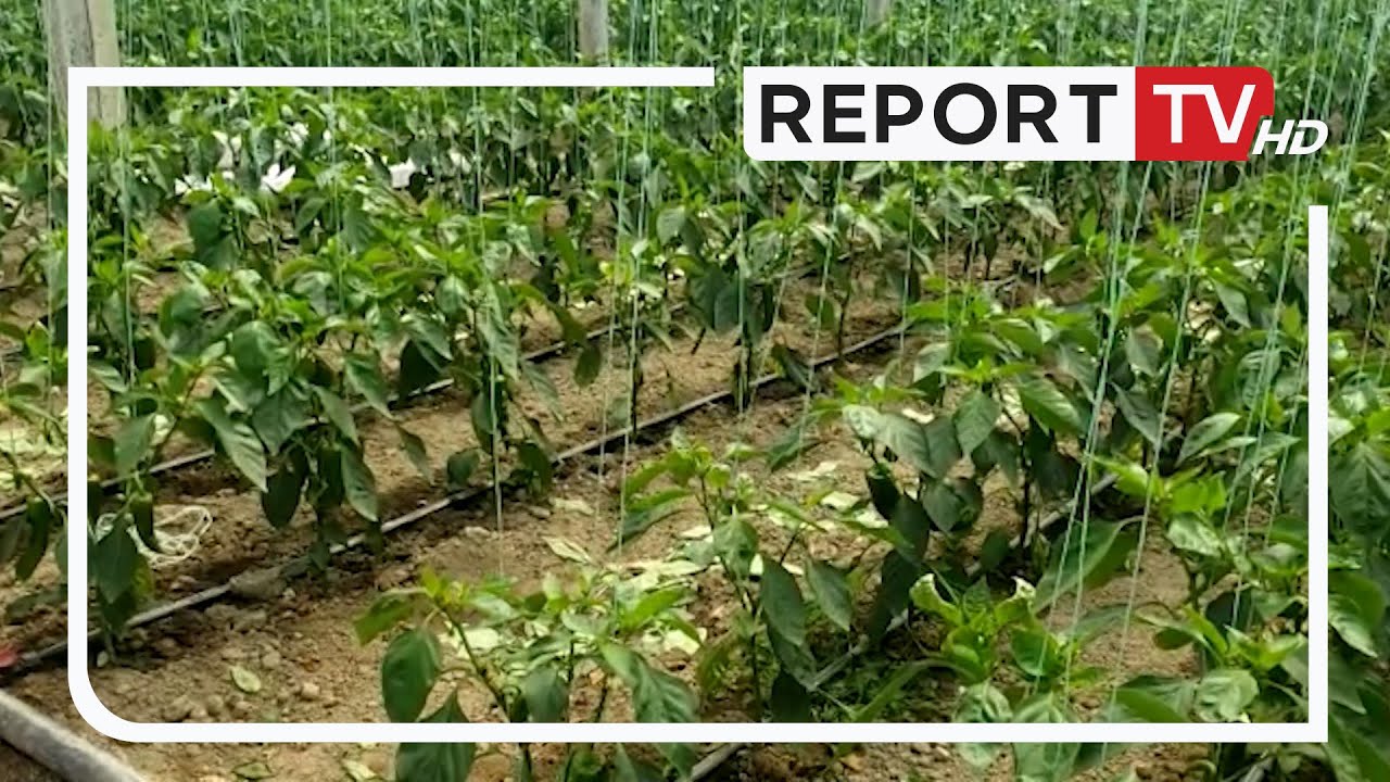Fara e skaduar, dështon prodhimi i specave në sera! Fermerët në Dimal: Na mashtruan pikat e shitjes