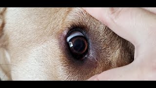 How to train your dog to clean its eyes - Husbandry training part 2