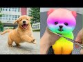 Tik Tok Chó Phốc Sóc Mini 😍 Funny and Cute Pomeranian #233